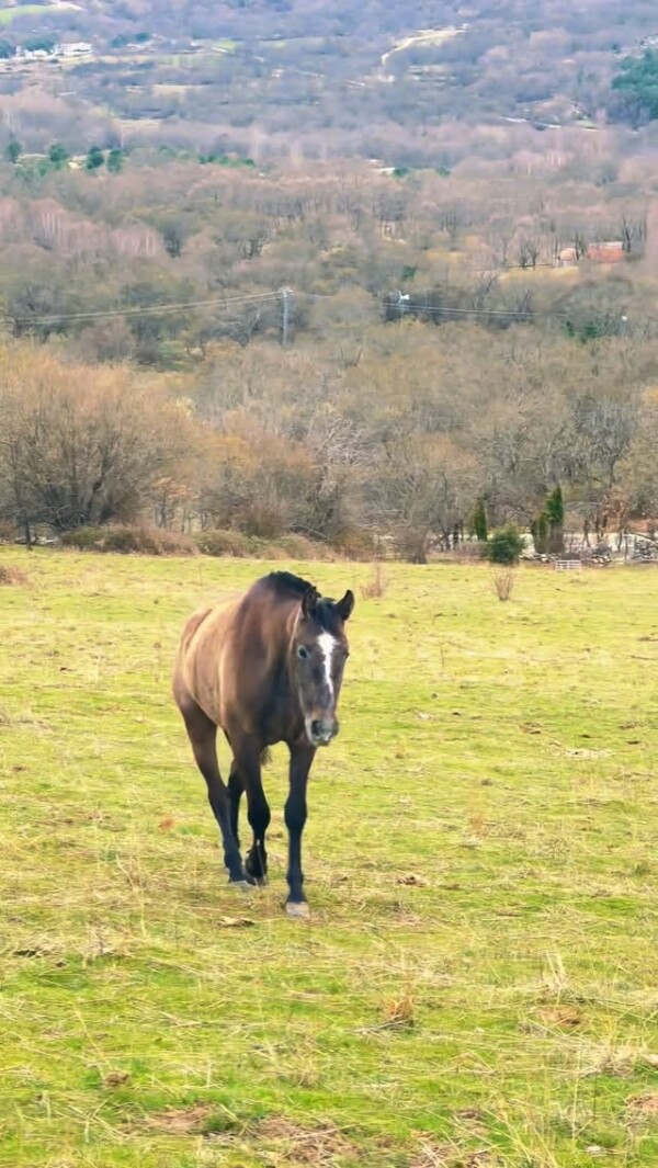🐴❤️. #hikemore #hikelife #hikingadventure #nature #madrid #hiking